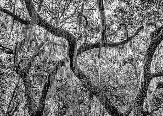 Cumberland Island