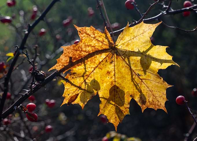 The autumn leaf