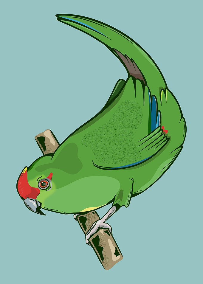 Red crowned parakeet
