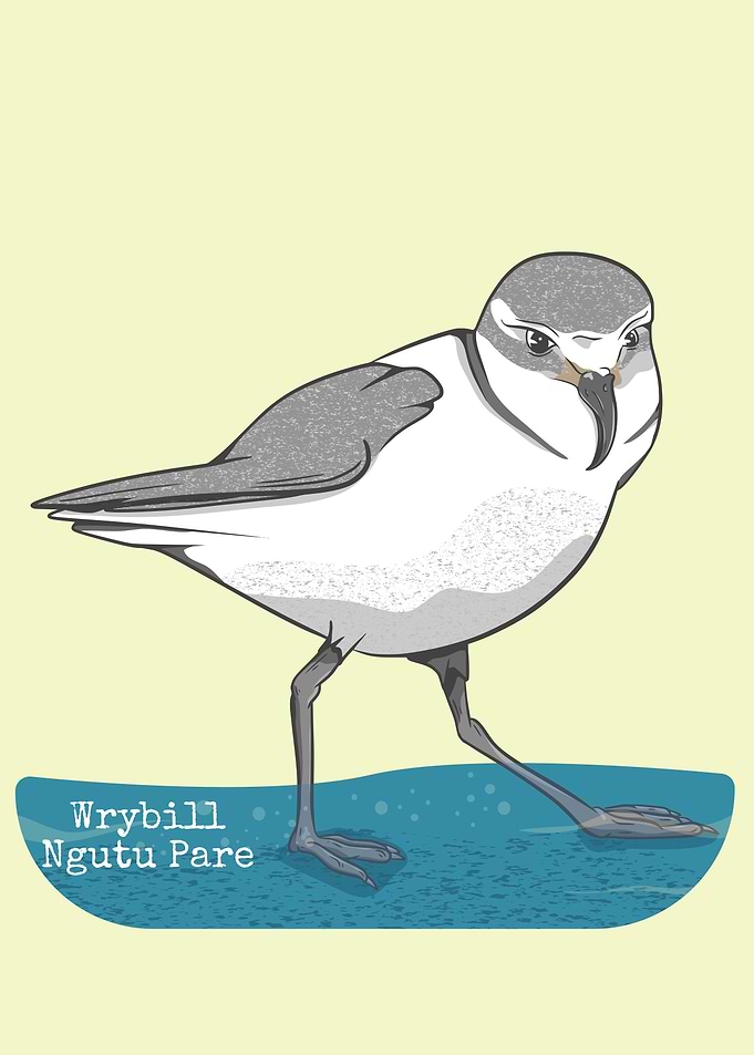 Wrybill New Zealand Bird