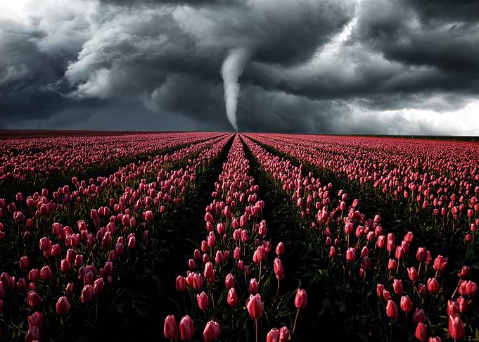 Tornado Tulip