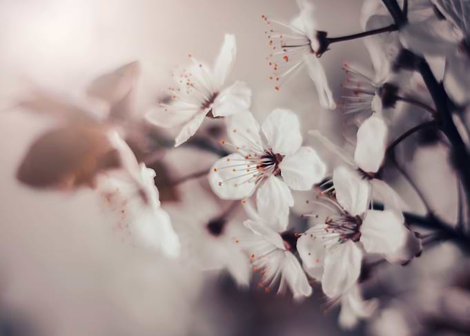 Cherry blossom, trees