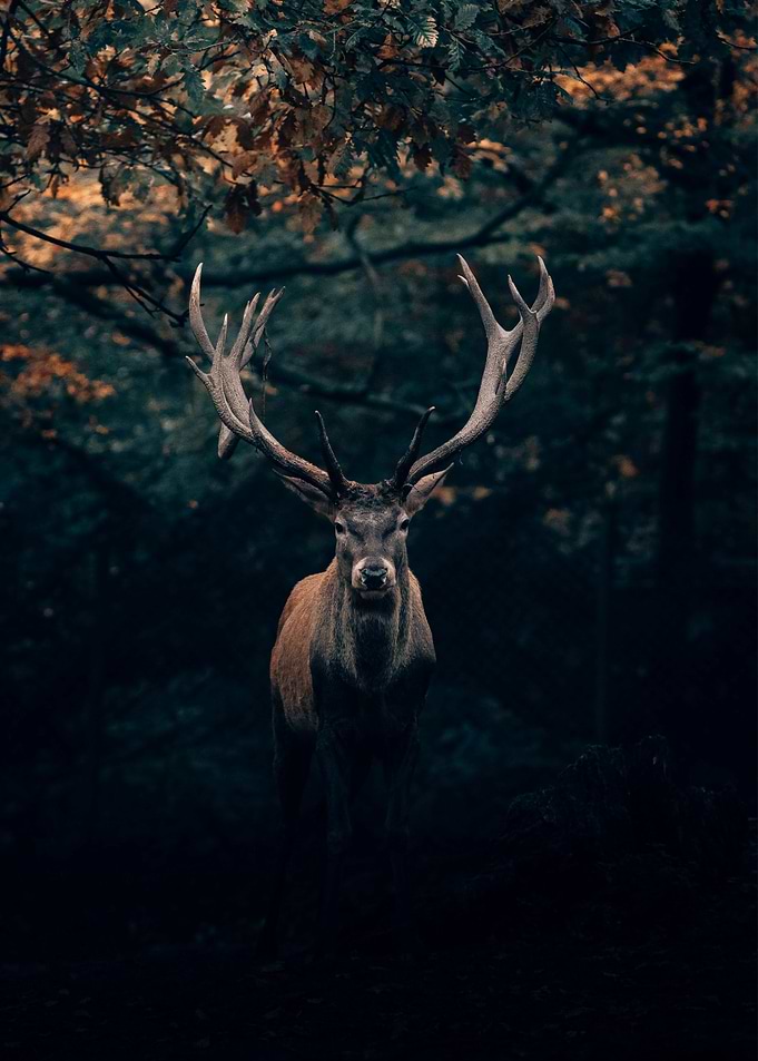 Deer