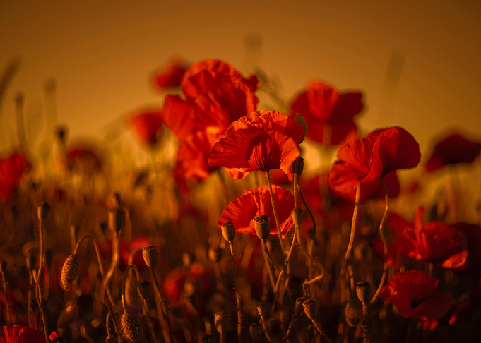 Red field poppies, macro