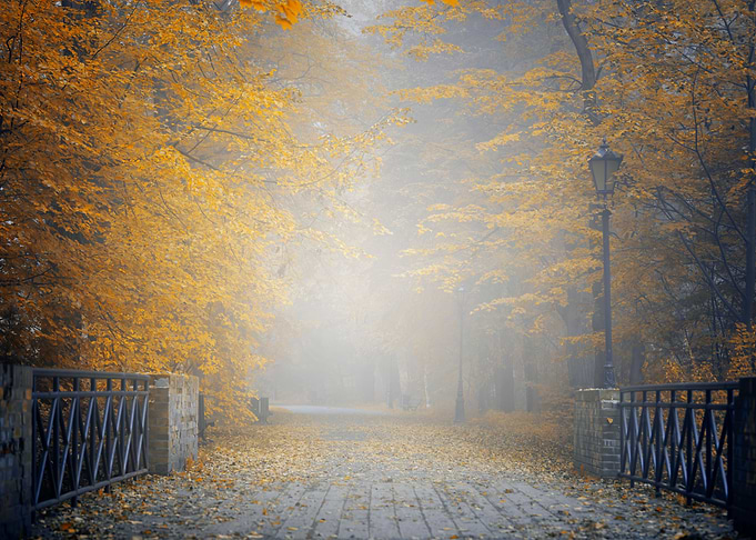 Autumn travel misty road