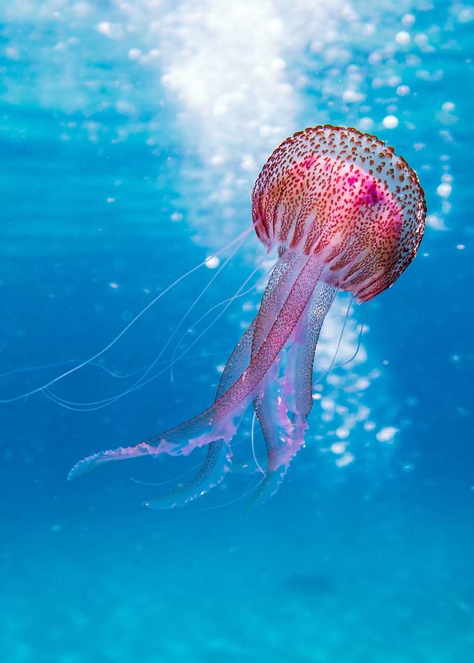 Jellyfish
