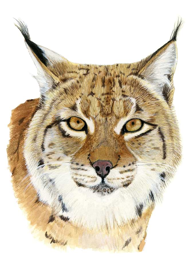 Lynx