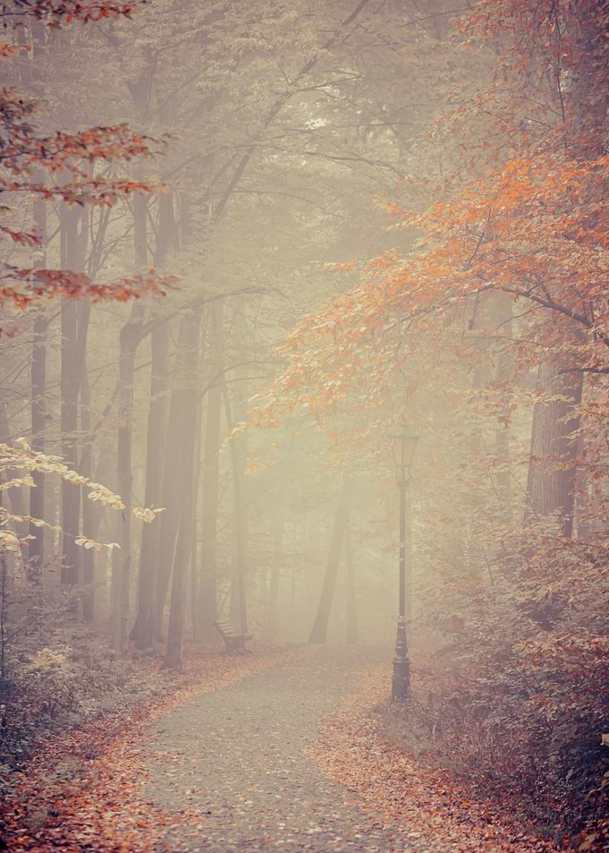 Misty autumn morning park