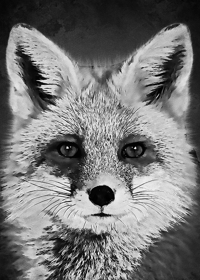 Black Fox