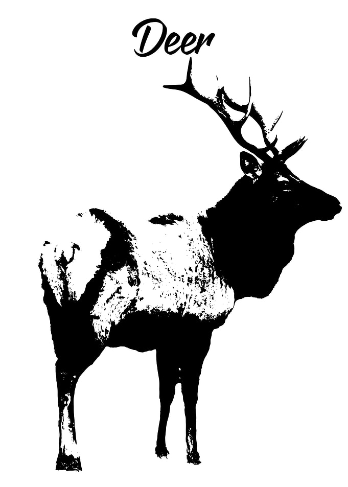 Deer