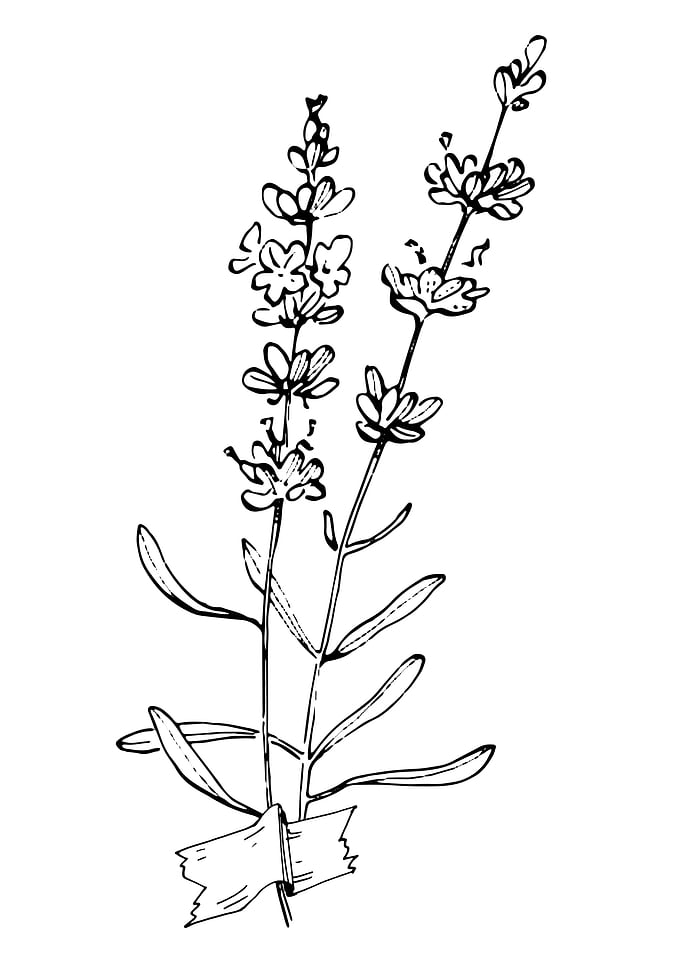 Lavender Minimalist