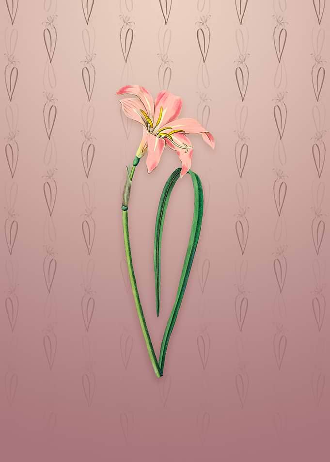 Spofforth Zephyranthes