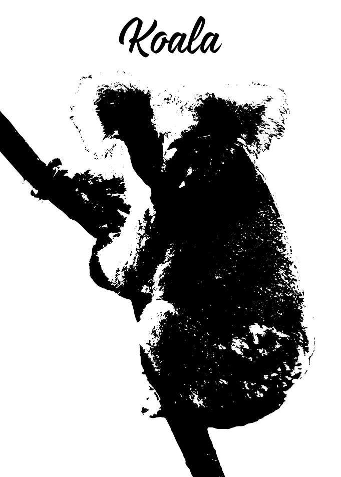 Koala