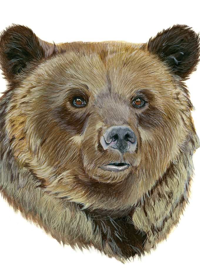 Bear