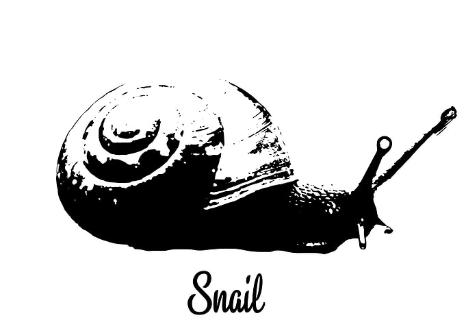 Snail
