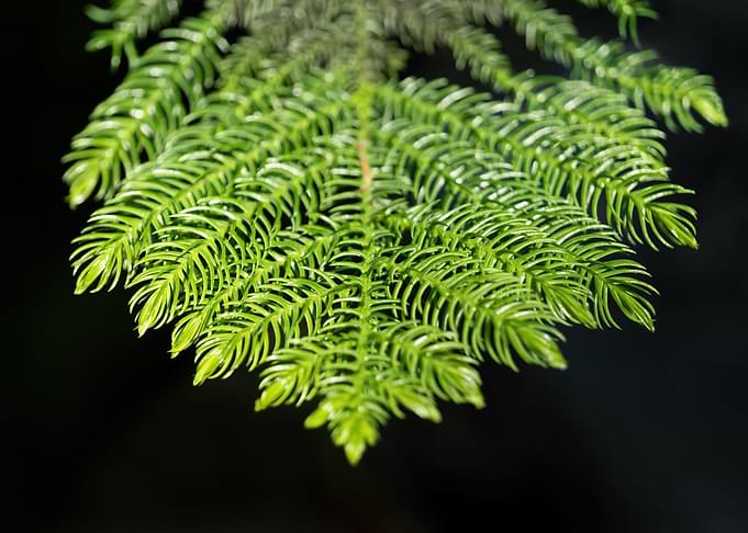Norfolk Pine Tree