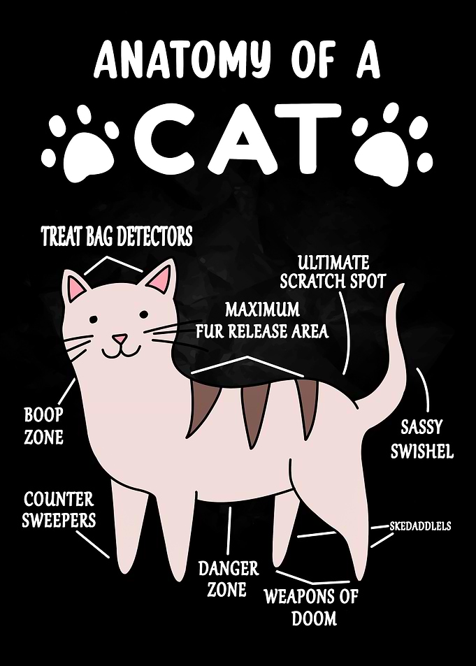 Anatomy of a Cat