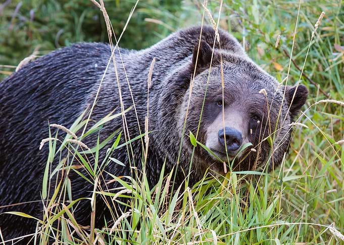 Grizzly Bear Canada