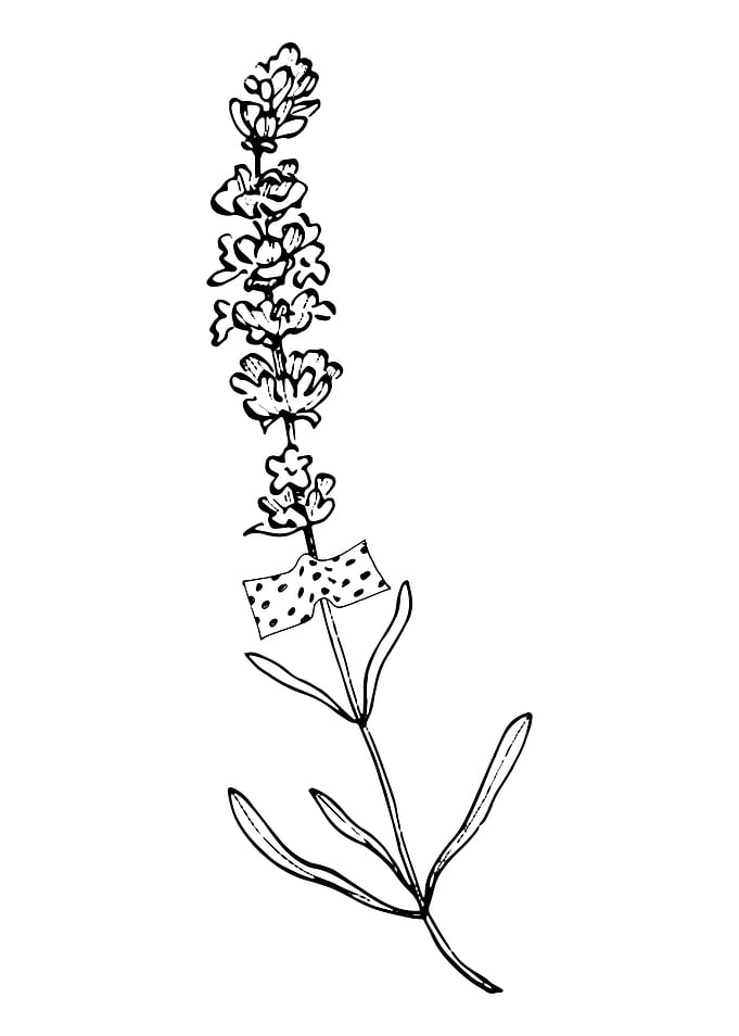 Lavender Minimalist
