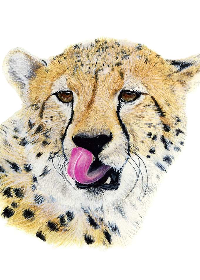 Cheetah