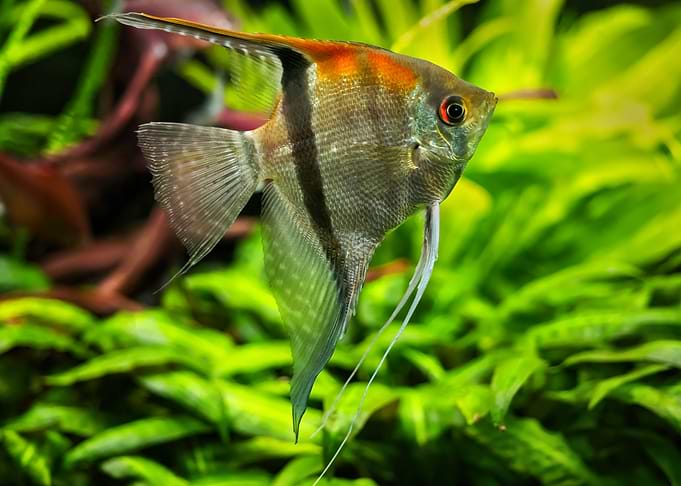 Red Shoulder Angelfish