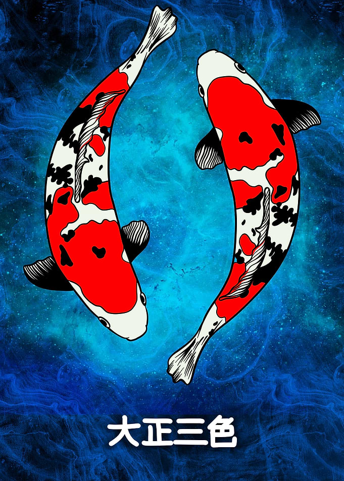Nishiki koi fish