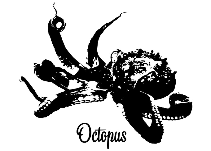 Octopus