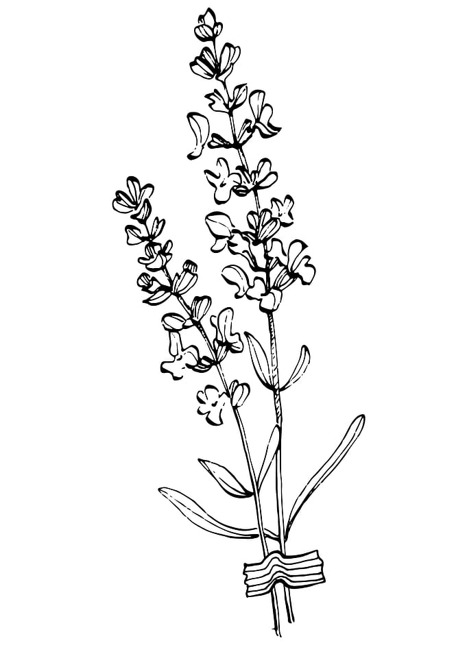 Lavender