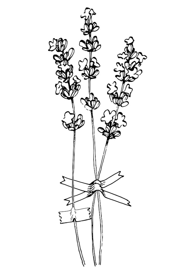 Lavender