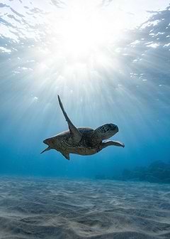 Turtle