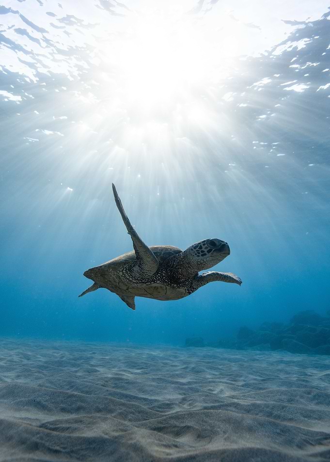 Turtle