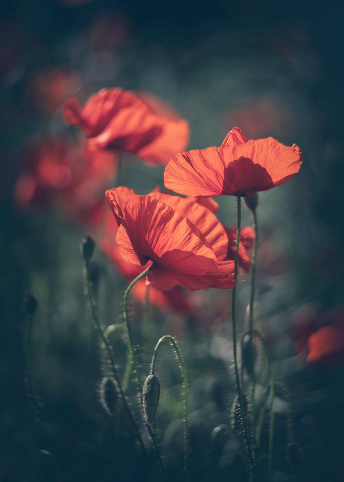Meadow with poppies, macro