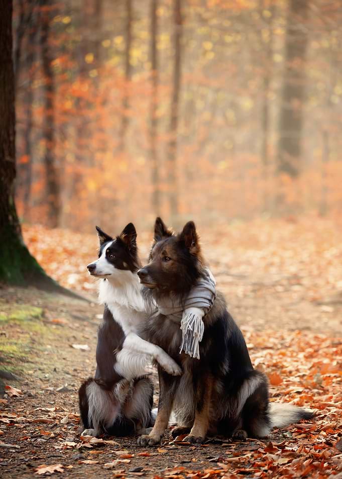 Purebred dogs in forest