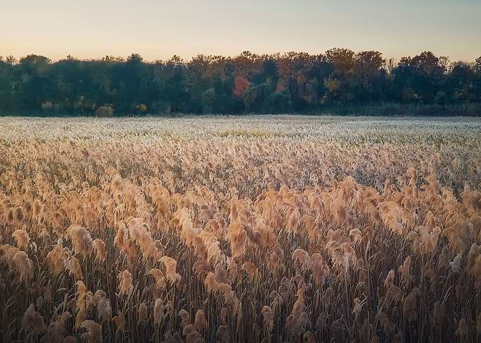 Dry reed land