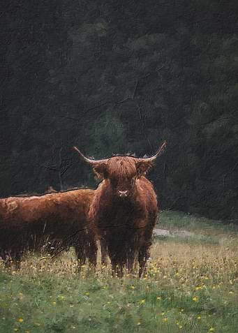 Cute bull