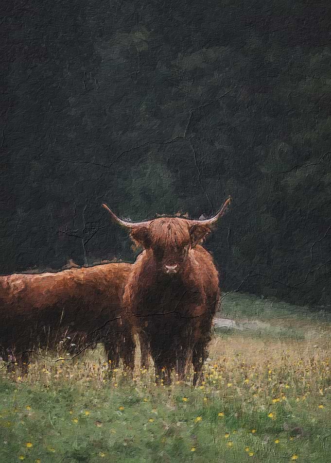 Cute bull