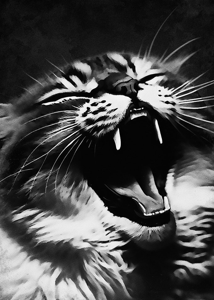 Laugh Cat