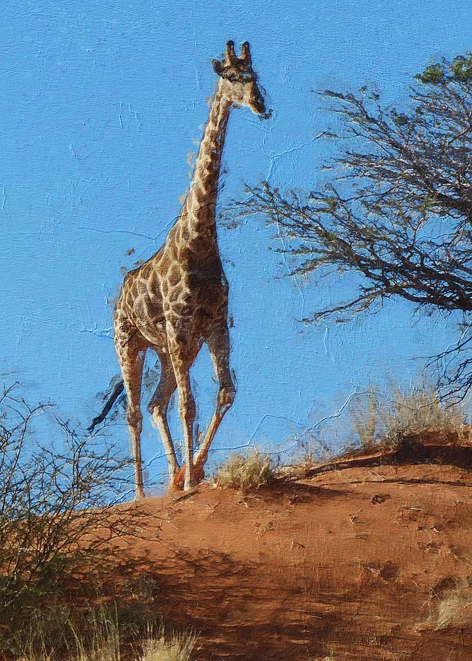 giraffe
