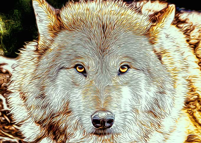 Wolf