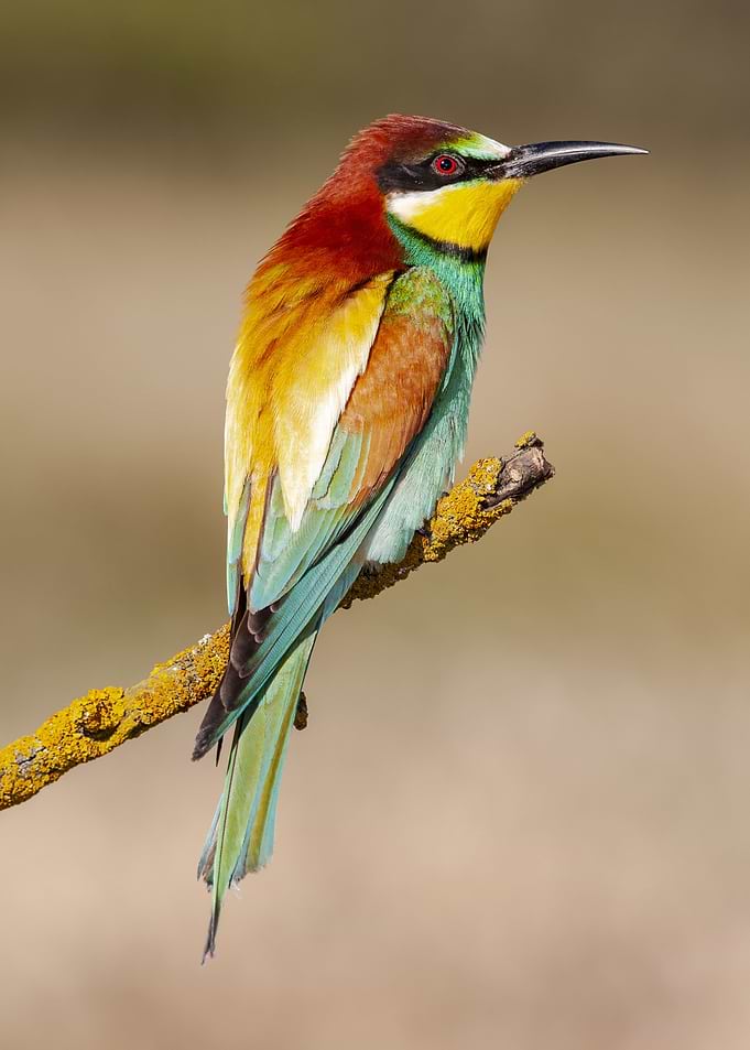 Animal