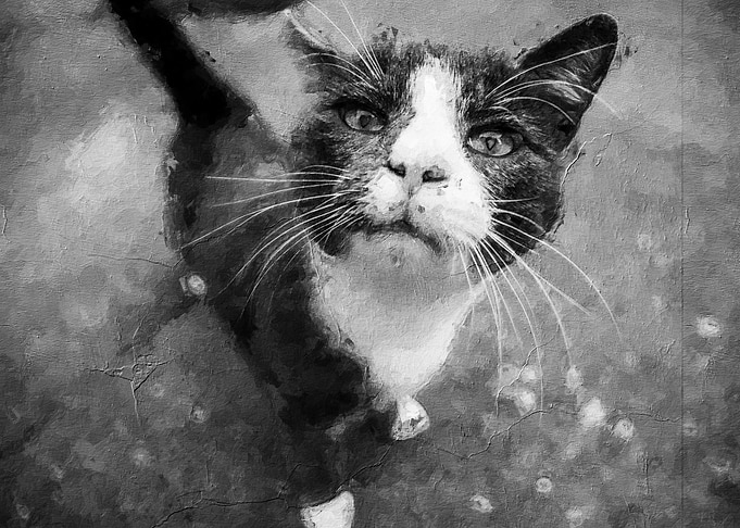 Cute cat