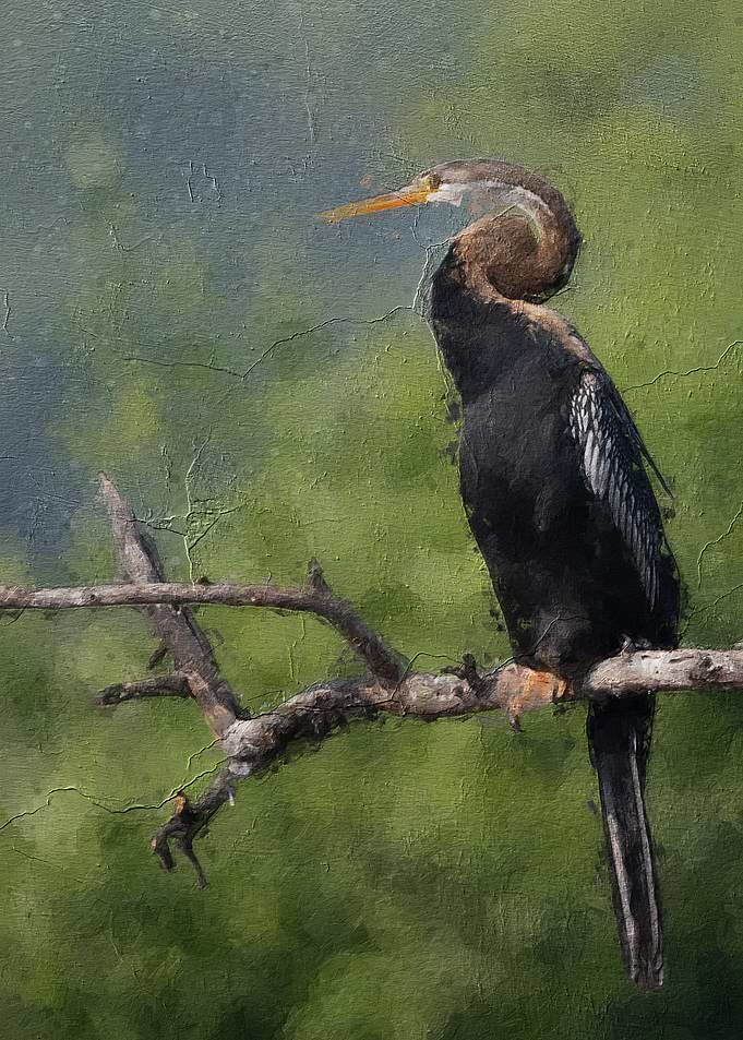 cute darter