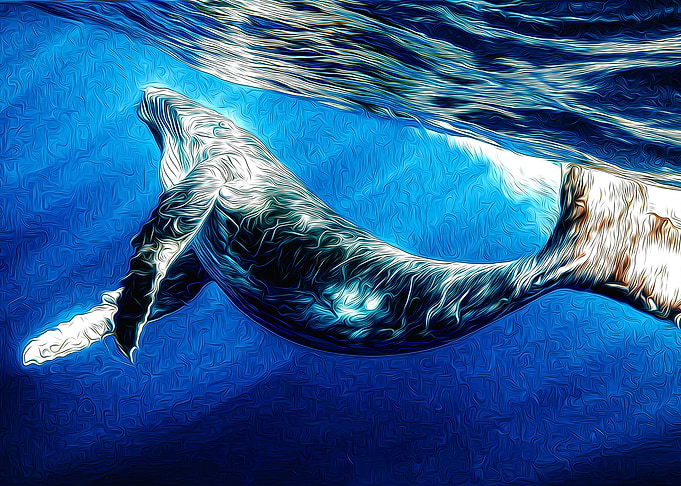 Whale