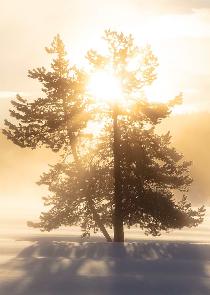 Sunrise through the snow