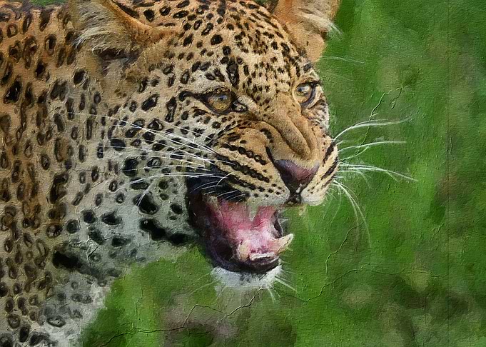 Panther