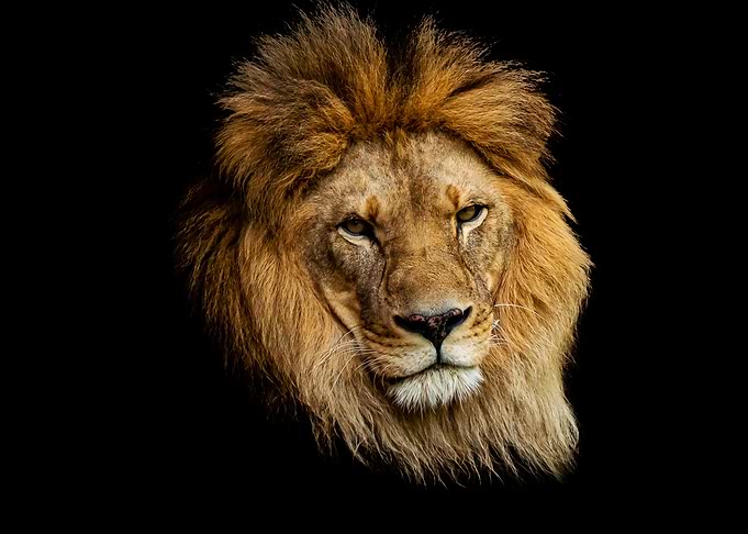 Animal