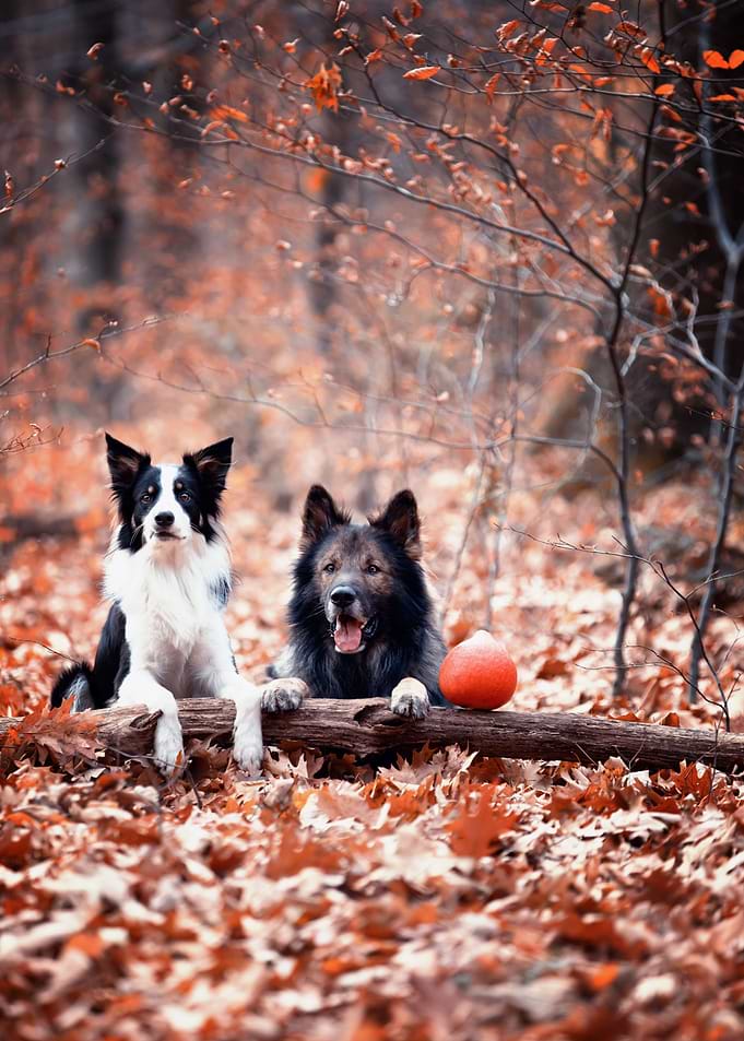 Dog, portrait, pet, autumn