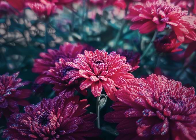 Closeup red chrysanthemum