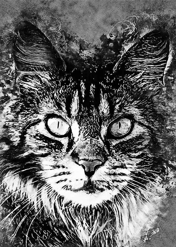 Cat Meme