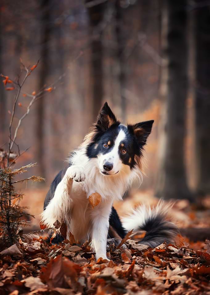 Border collie in forest